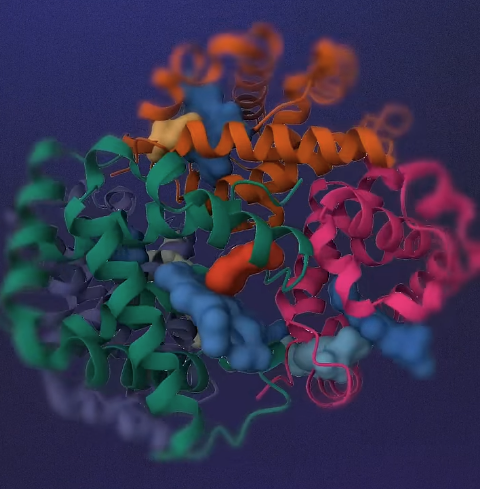 Hemoglobin protein structure