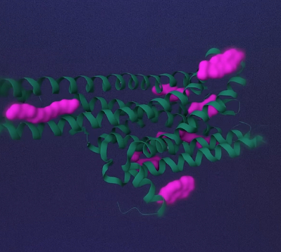 Insulin protein structure